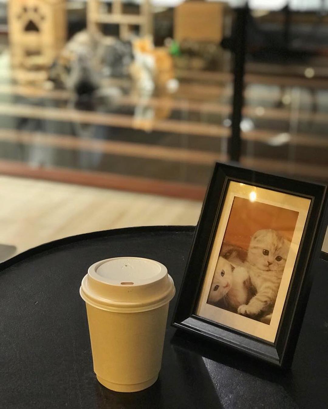 في مقهى الرياض القطط مقهى في